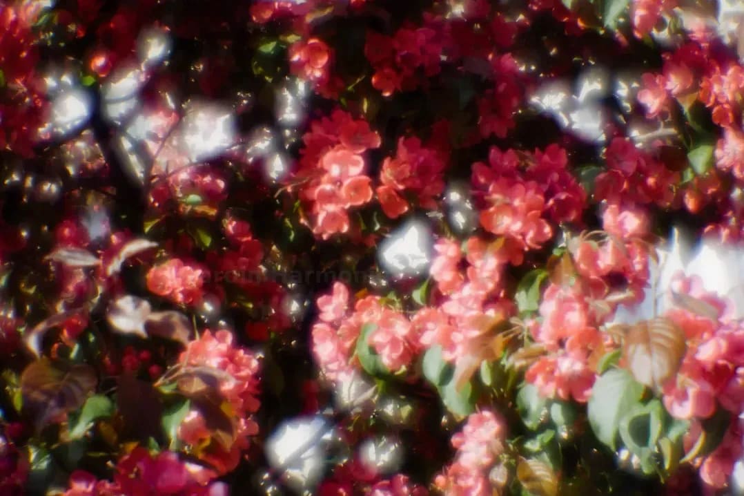 Jardin Harmonie 4