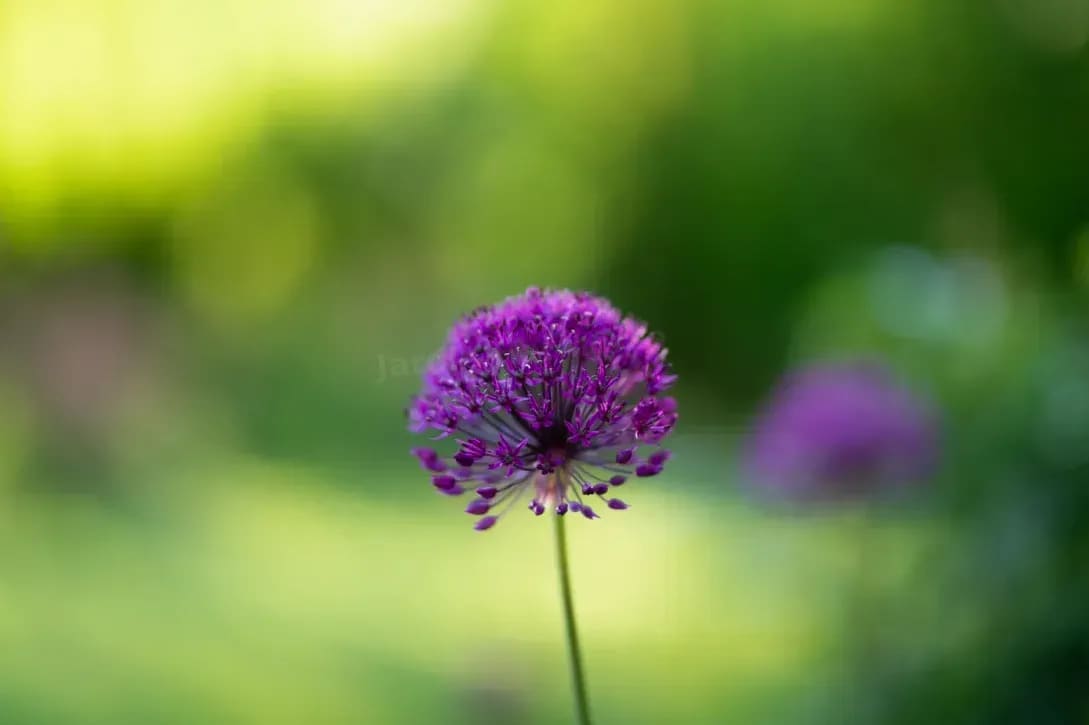 Jardin Harmonie 6